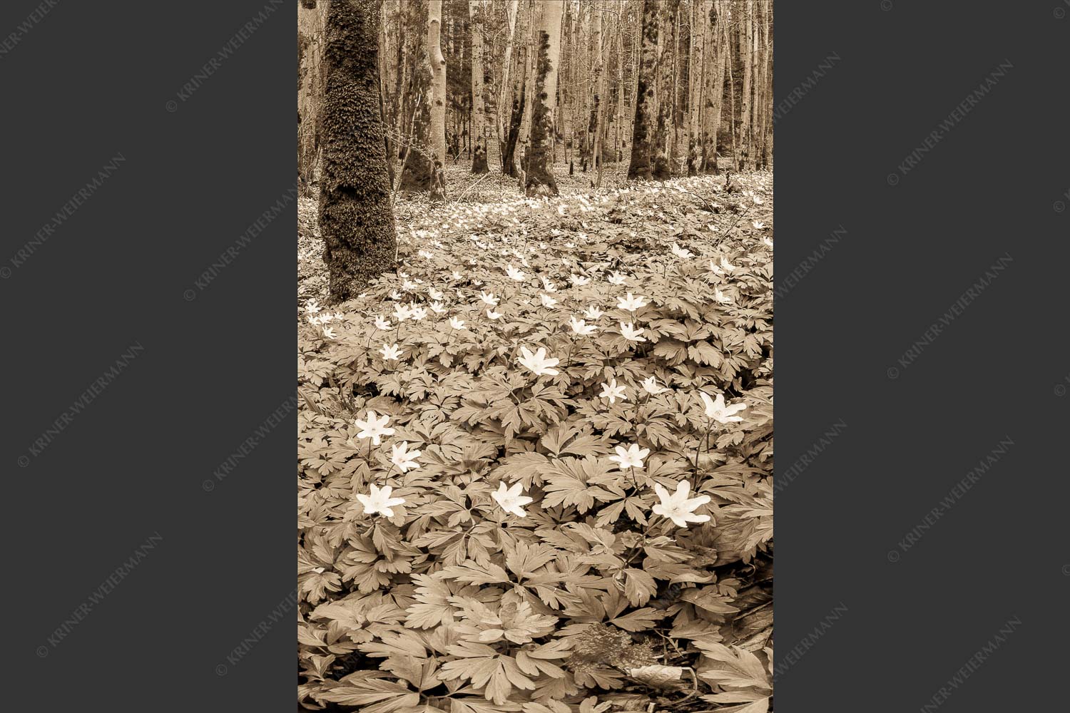 Buschwindröschen bei Murnau - Röschenteppich 2:3 sepia -- Buschwindröschen - mehr Infos bei www.Kriner-Weiermann.de