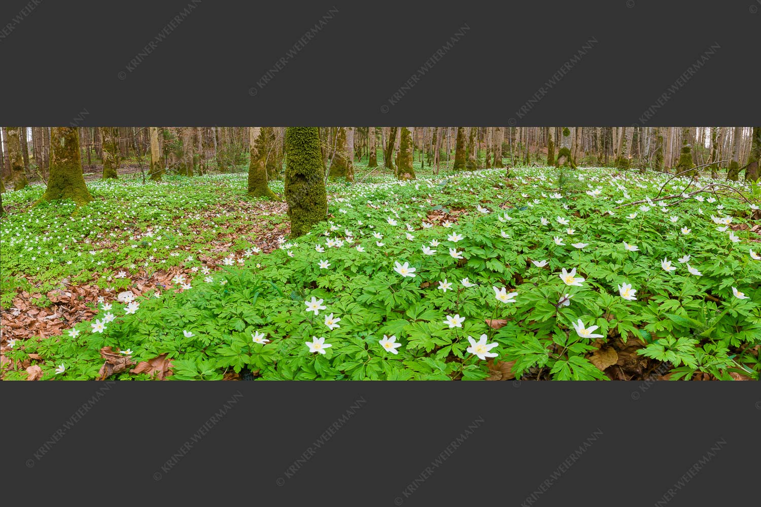 Buschwindröschen bei Murnau - Röschenteppich 3:1  -- Buschwindröschen - mehr Infos bei www.Kriner-Weiermann.de