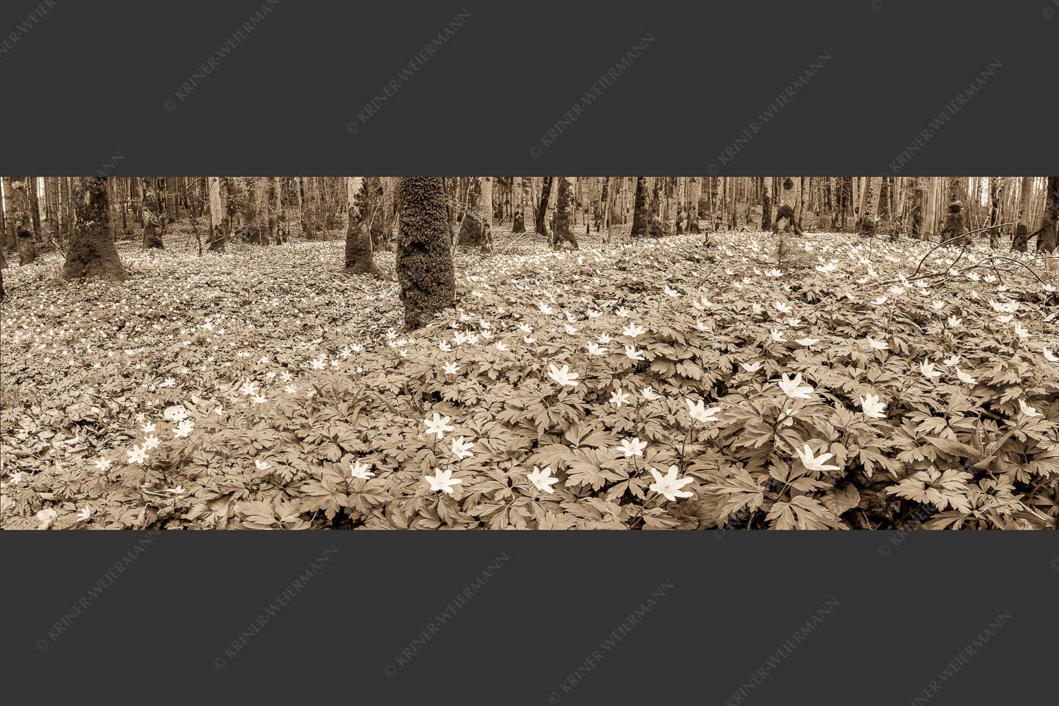 Buschwindröschen bei Murnau - Röschenteppich 3:1 sepia -- Buschwindröschen - mehr Infos bei www.Kriner-Weiermann.de