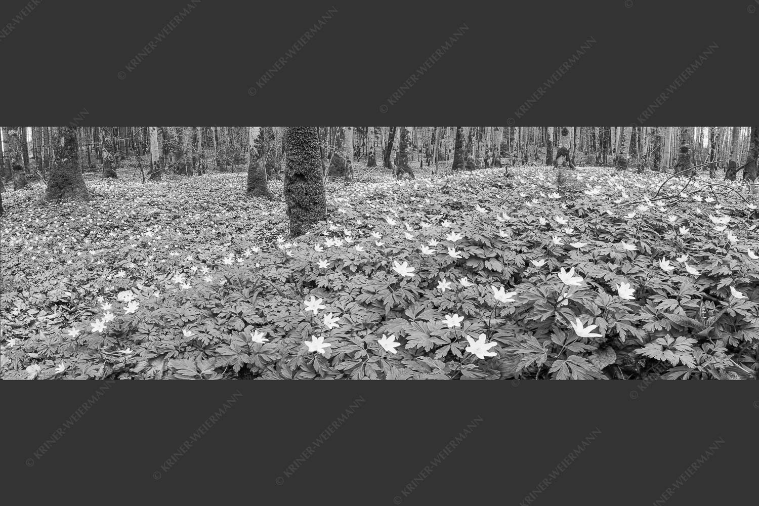 Buschwindröschen bei Murnau - Röschenteppich 3:1 sw -- Buschwindröschen - mehr Infos bei www.Kriner-Weiermann.de
