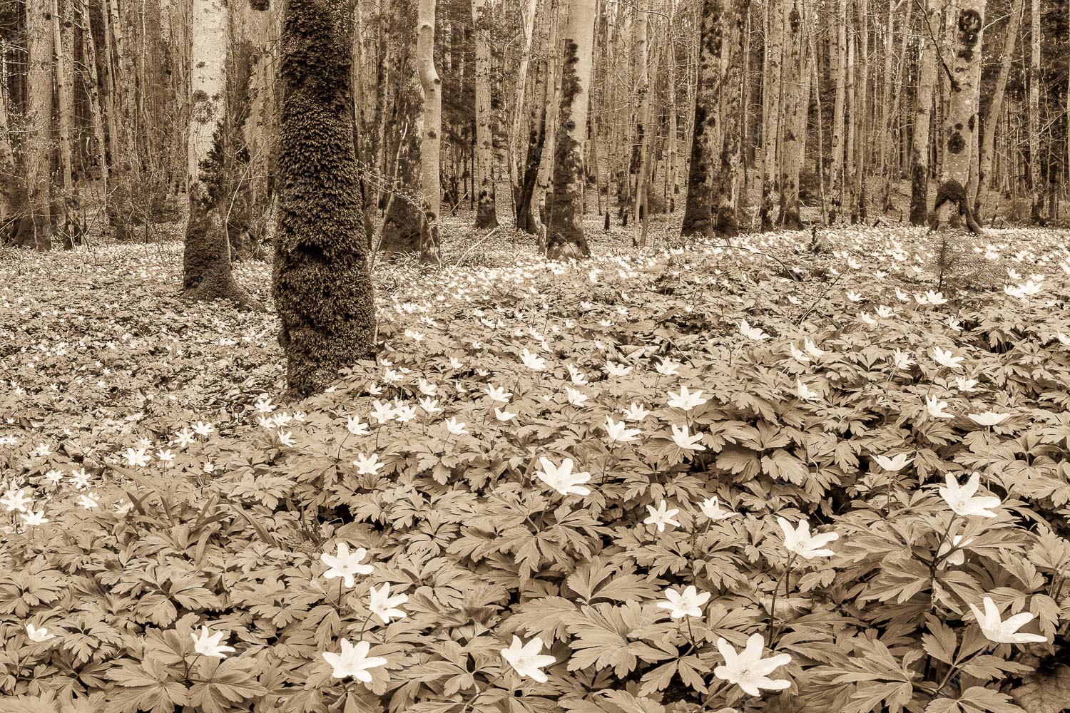 Buschwindröschen bei Murnau - Röschenteppich 3:2 sepia -- Buschwindröschen - mehr Infos bei www.Kriner-Weiermann.de