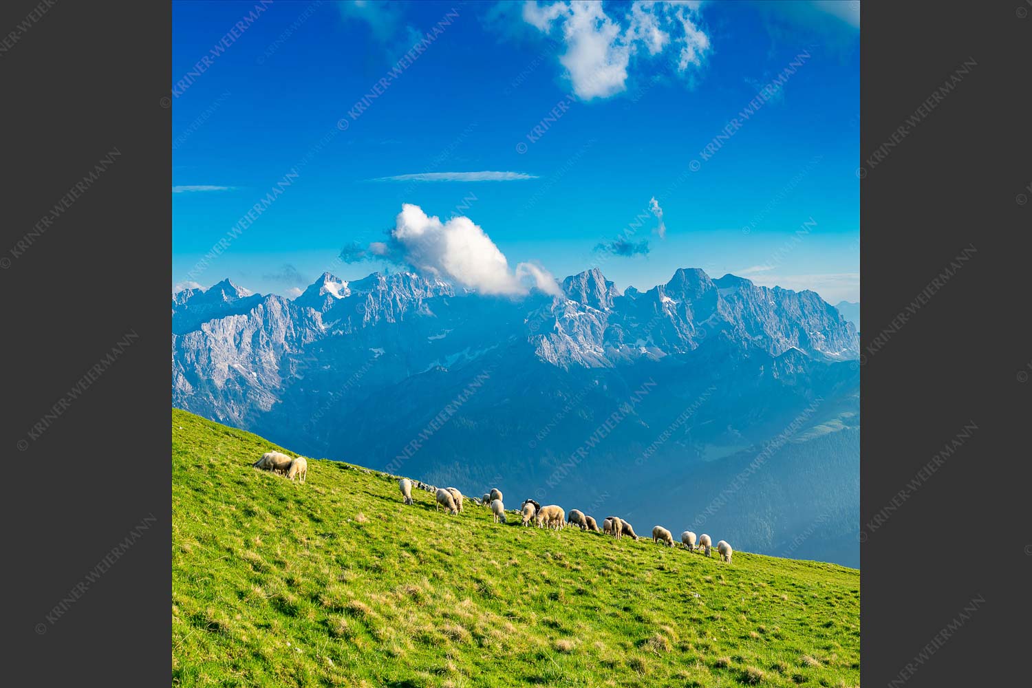 Bergschafe am Schafreiter mit Blick zum Karwendelhauptkamm - Schönste Karwendelweiden 1:1  -- Schafe im Karwendel - mehr Infos bei www.Kriner-Weiermann.de