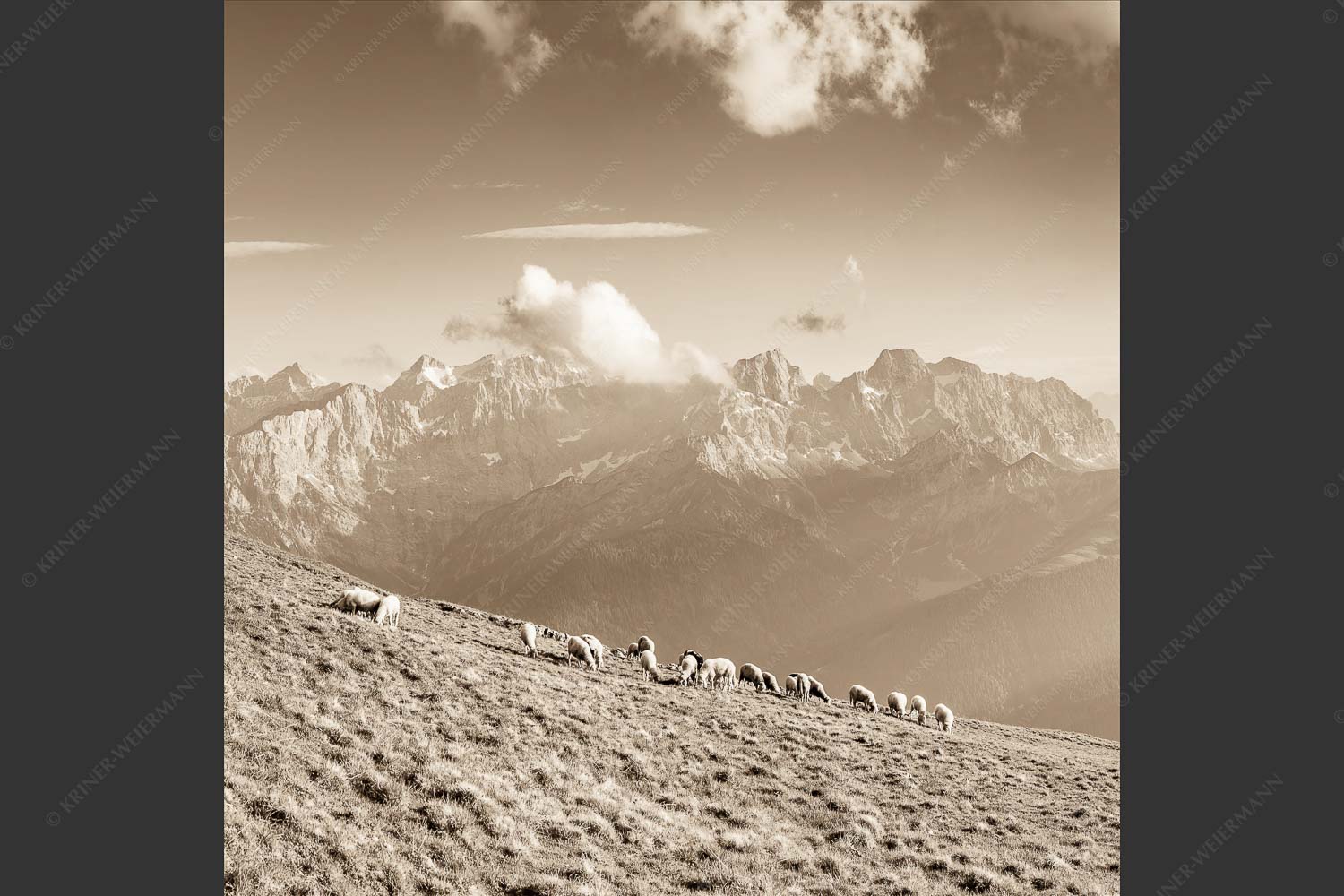 Bergschafe am Schafreiter mit Blick zum Karwendelhauptkamm - Schönste Karwendelweiden 1:1 sepia -- Schafe im Karwendel - mehr Infos bei www.Kriner-Weiermann.de