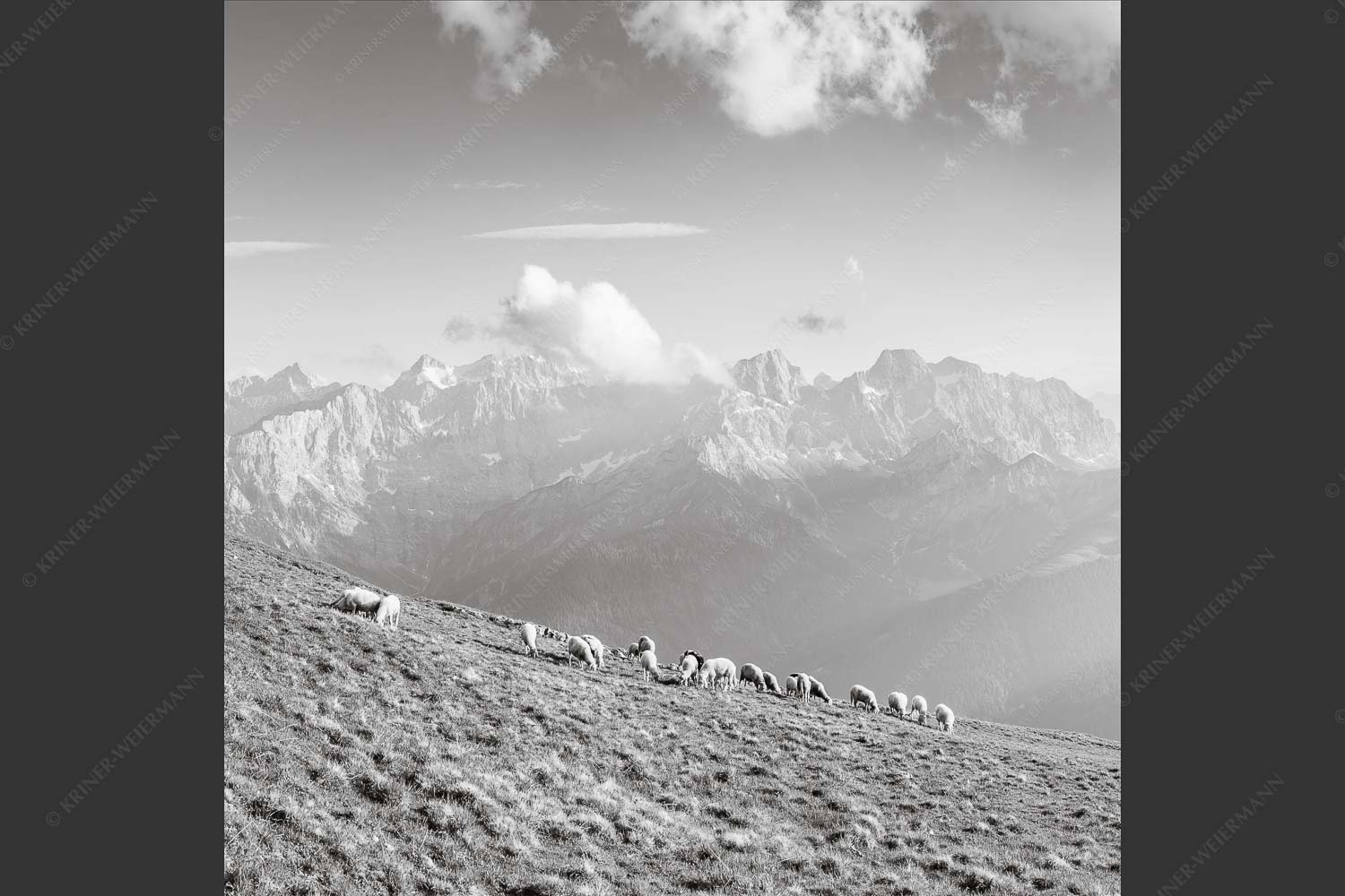 Bergschafe am Schafreiter mit Blick zum Karwendelhauptkamm - Schönste Karwendelweiden 1:1 sw -- Schafe im Karwendel - mehr Infos bei www.Kriner-Weiermann.de