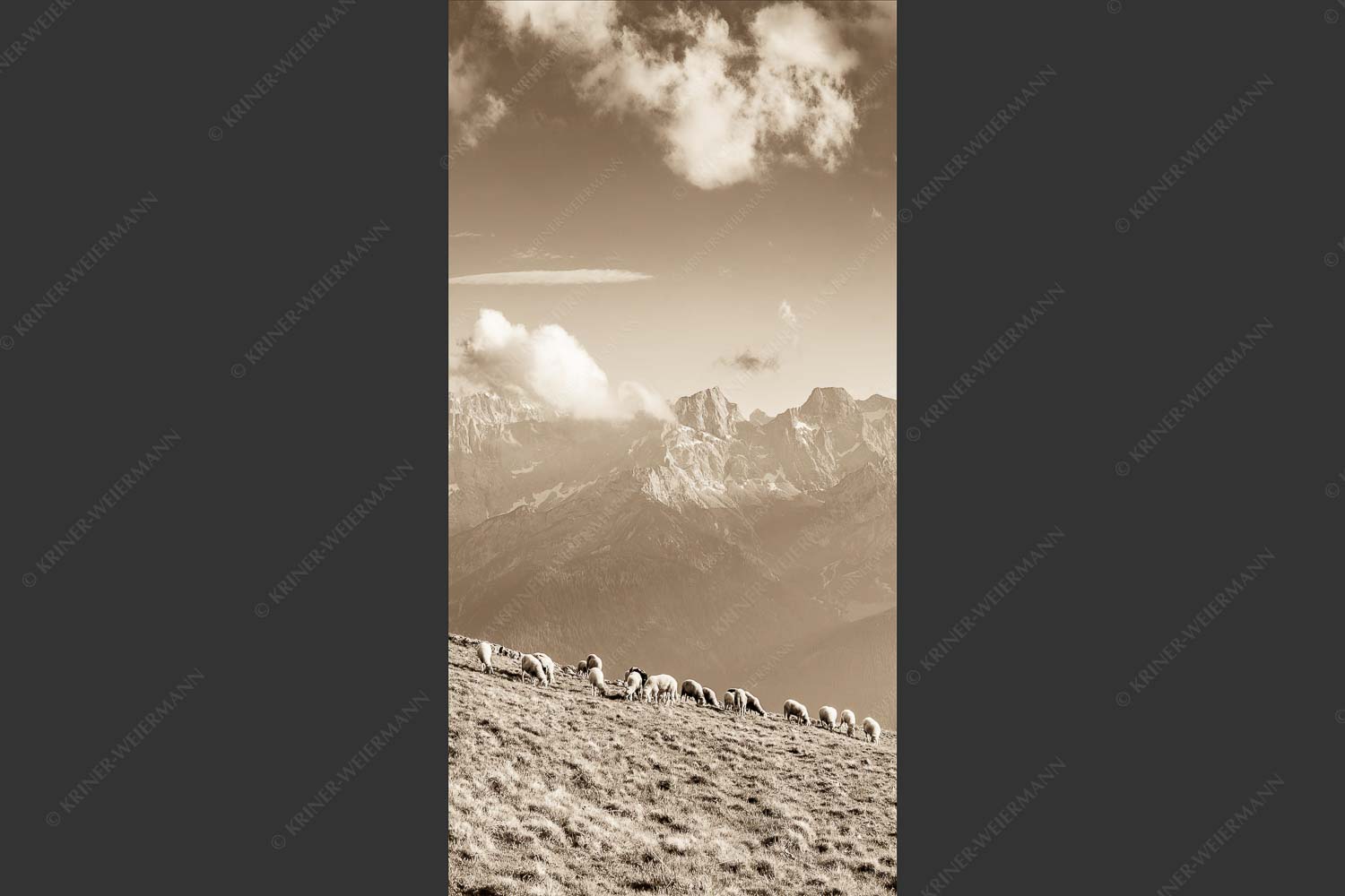 Bergschafe am Schafreiter mit Blick zum Karwendelhauptkamm - Schönste Karwendelweiden 1:2 sepia -- Schafe im Karwendel - mehr Infos bei www.Kriner-Weiermann.de