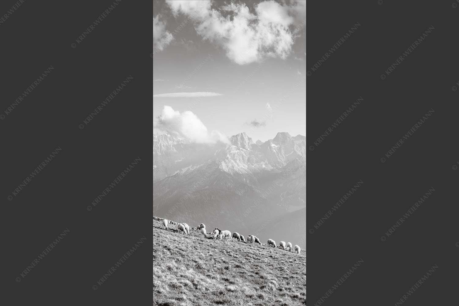 Bergschafe am Schafreiter mit Blick zum Karwendelhauptkamm - Schönste Karwendelweiden 1:2 sw -- Schafe im Karwendel - mehr Infos bei www.Kriner-Weiermann.de