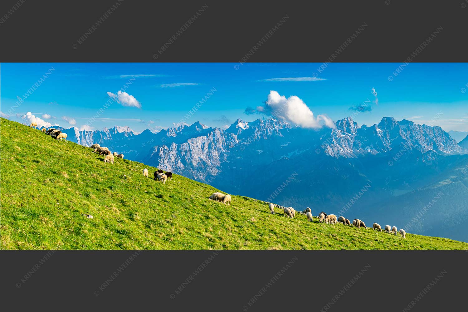 Bergschafe am Schafreiter mit Blick zum Karwendelhauptkamm - Schönste Karwendelweiden 2,5:1  -- Schafe im Karwendel - mehr Infos bei www.Kriner-Weiermann.de