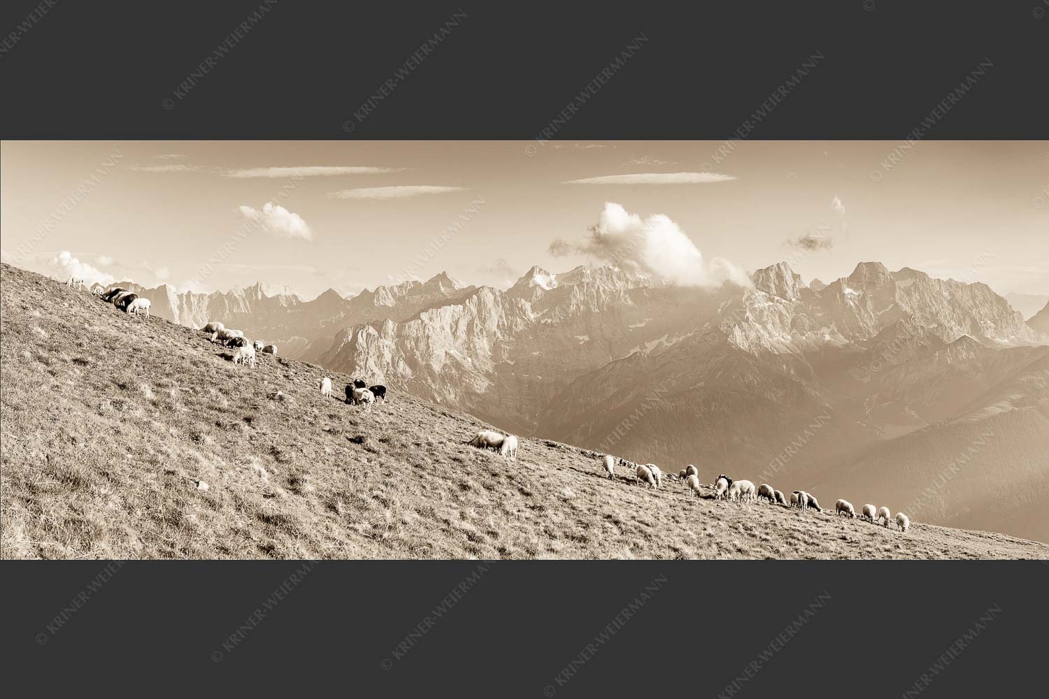 Bergschafe am Schafreiter mit Blick zum Karwendelhauptkamm - Schönste Karwendelweiden 2,5:1 sepia -- Schafe im Karwendel - mehr Infos bei www.Kriner-Weiermann.de
