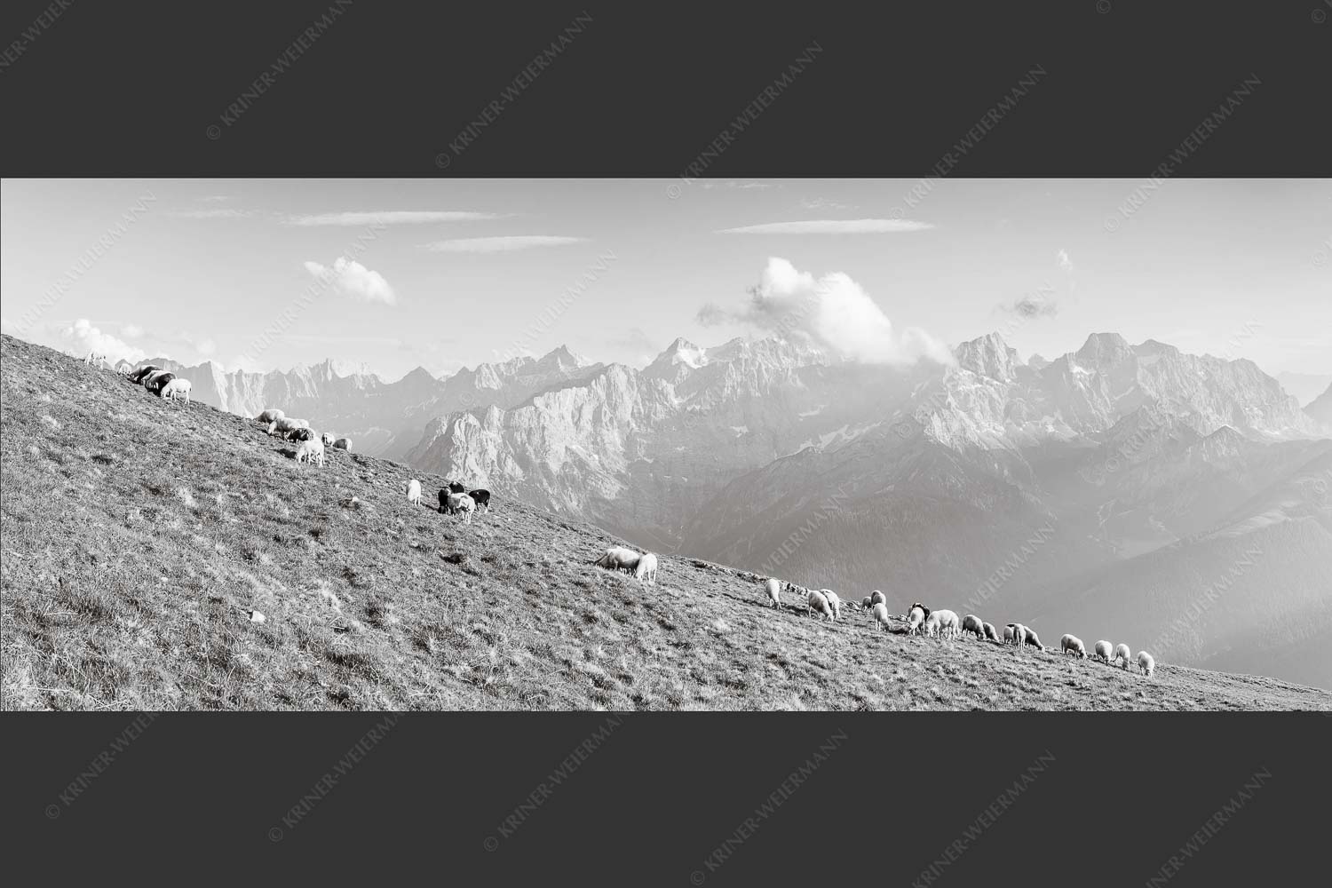 Bergschafe am Schafreiter mit Blick zum Karwendelhauptkamm - Schönste Karwendelweiden 2,5:1 sw -- Schafe im Karwendel - mehr Infos bei www.Kriner-Weiermann.de