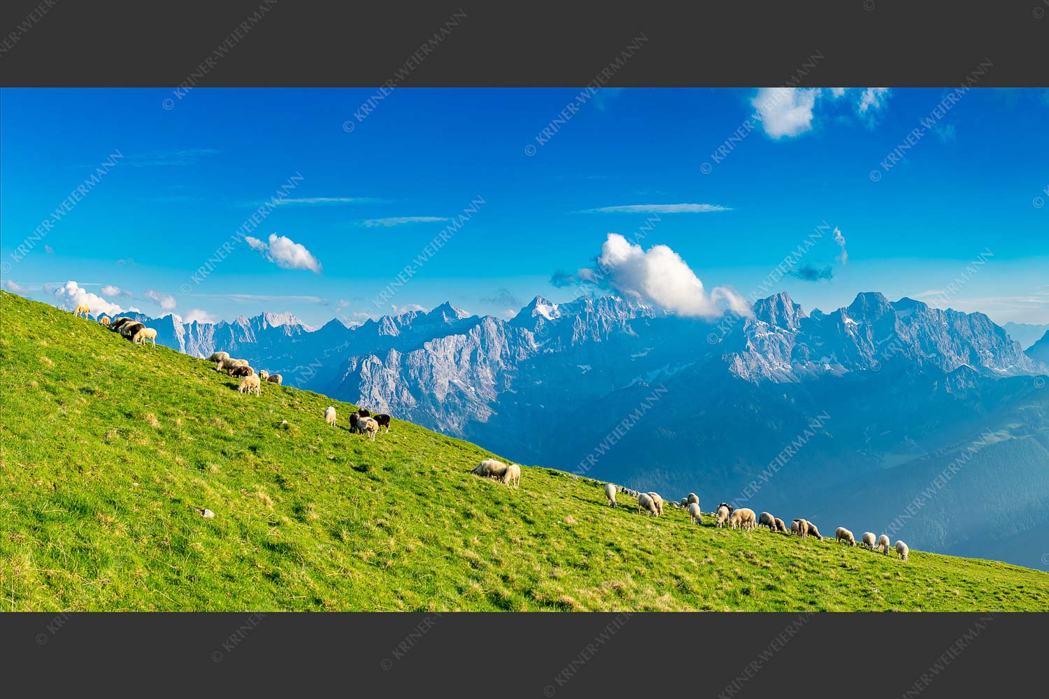 Bergschafe am Schafreiter mit Blick zum Karwendelhauptkamm - Schönste Karwendelweiden 2:1  -- Schafe im Karwendel - mehr Infos bei www.Kriner-Weiermann.de
