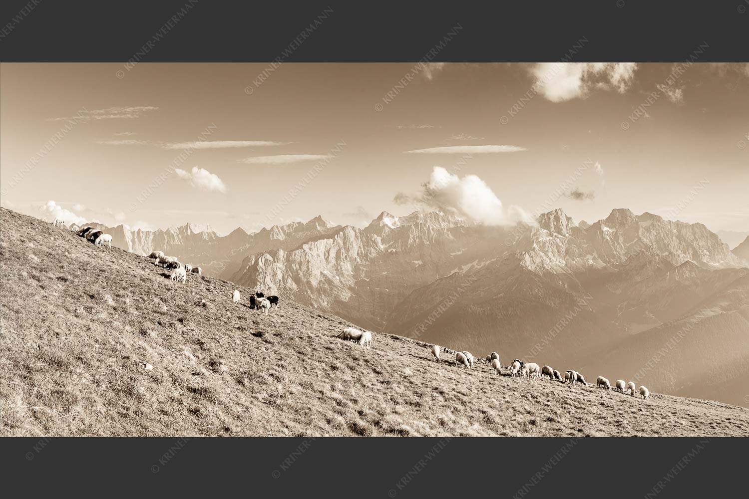 Bergschafe am Schafreiter mit Blick zum Karwendelhauptkamm - Schönste Karwendelweiden 2:1 sepia -- Schafe im Karwendel - mehr Infos bei www.Kriner-Weiermann.de