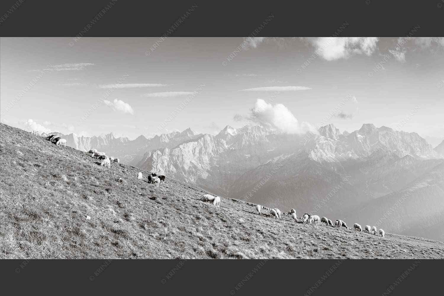 Bergschafe am Schafreiter mit Blick zum Karwendelhauptkamm - Schönste Karwendelweiden 2:1 sw -- Schafe im Karwendel - mehr Infos bei www.Kriner-Weiermann.de