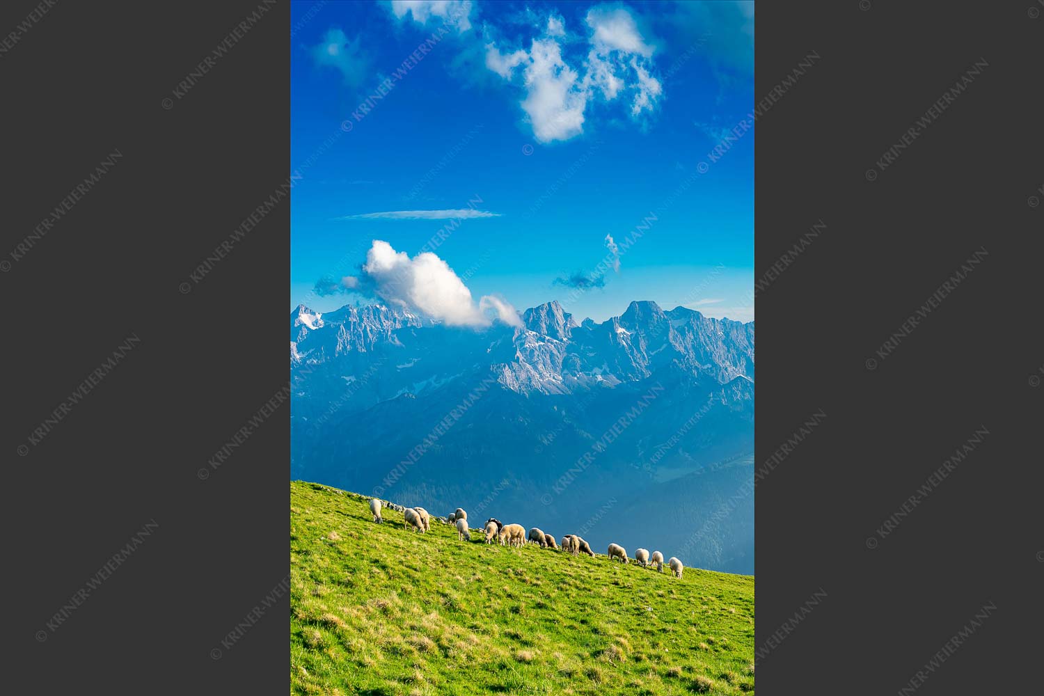 Bergschafe am Schafreiter mit Blick zum Karwendelhauptkamm - Schönste Karwendelweiden 2:3  -- Schafe im Karwendel - mehr Infos bei www.Kriner-Weiermann.de