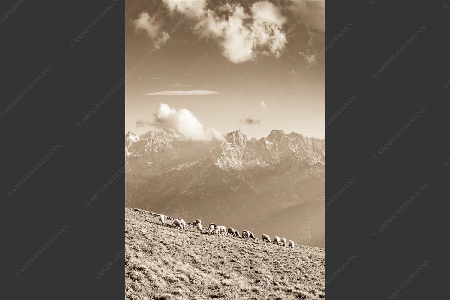 Bergschafe am Schafreiter mit Blick zum Karwendelhauptkamm - Schönste Karwendelweiden 2:3 sepia -- Schafe im Karwendel - mehr Infos bei www.Kriner-Weiermann.de