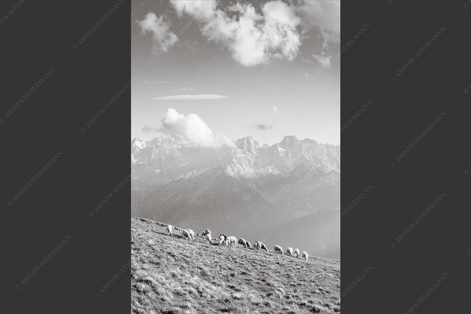 Bergschafe am Schafreiter mit Blick zum Karwendelhauptkamm - Schönste Karwendelweiden 2:3 sw -- Schafe im Karwendel - mehr Infos bei www.Kriner-Weiermann.de