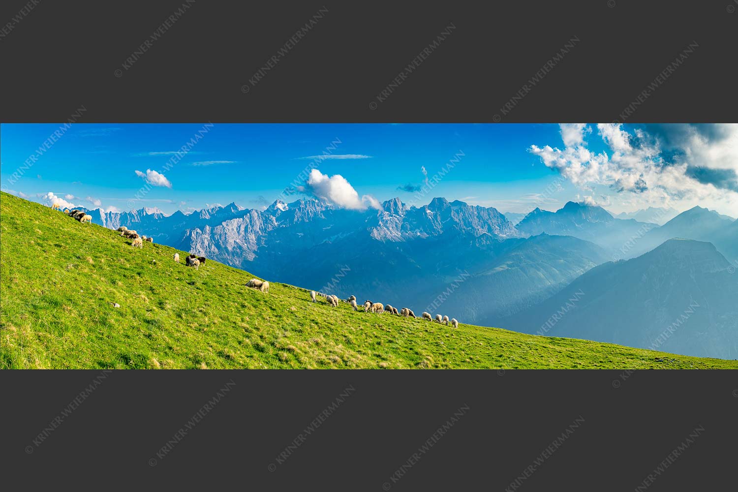 Bergschafe am Schafreiter mit Blick zum Karwendelhauptkamm - Schönste Karwendelweiden 3:1  -- Schafe im Karwendel - mehr Infos bei www.Kriner-Weiermann.de