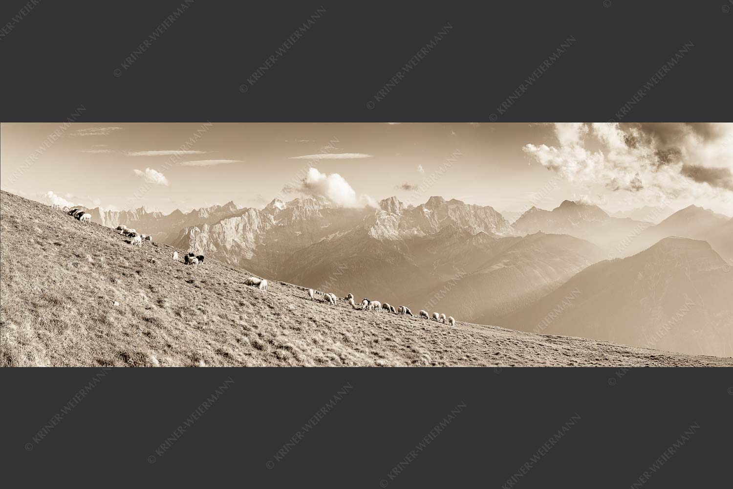 Bergschafe am Schafreiter mit Blick zum Karwendelhauptkamm - Schönste Karwendelweiden 3:1 sepia -- Schafe im Karwendel - mehr Infos bei www.Kriner-Weiermann.de