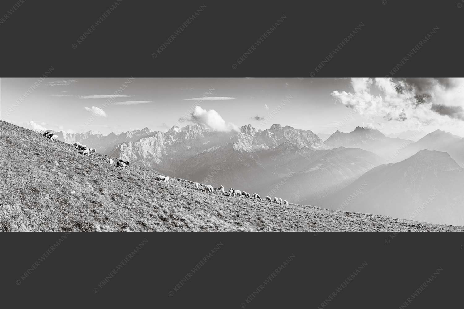Bergschafe am Schafreiter mit Blick zum Karwendelhauptkamm - Schönste Karwendelweiden 3:1 sw -- Schafe im Karwendel - mehr Infos bei www.Kriner-Weiermann.de