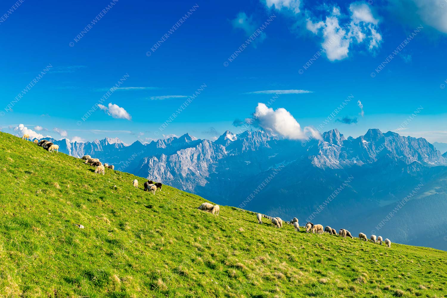 Bergschafe am Schafreiter mit Blick zum Karwendelhauptkamm - Schönste Karwendelweiden 3:2  -- Schafe im Karwendel - mehr Infos bei www.Kriner-Weiermann.de