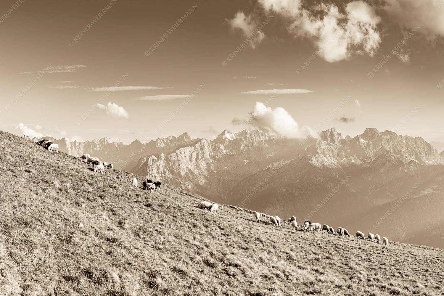 Bergschafe am Schafreiter mit Blick zum Karwendelhauptkamm - Schönste Karwendelweiden 3:2 sepia -- Schafe im Karwendel - mehr Infos bei www.Kriner-Weiermann.de