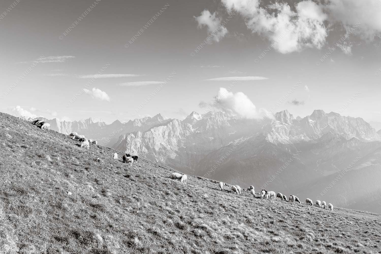 Bergschafe am Schafreiter mit Blick zum Karwendelhauptkamm - Schönste Karwendelweiden 3:2 sw -- Schafe im Karwendel - mehr Infos bei www.Kriner-Weiermann.de