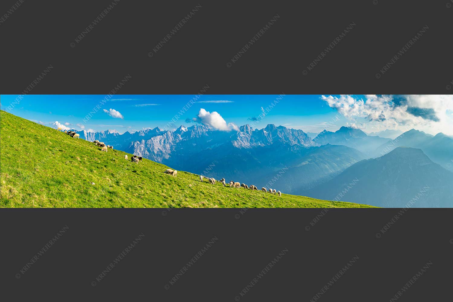 Bergschafe am Schafreiter mit Blick zum Karwendelhauptkamm - Schönste Karwendelweiden 4:1  -- Schafe im Karwendel - mehr Infos bei www.Kriner-Weiermann.de