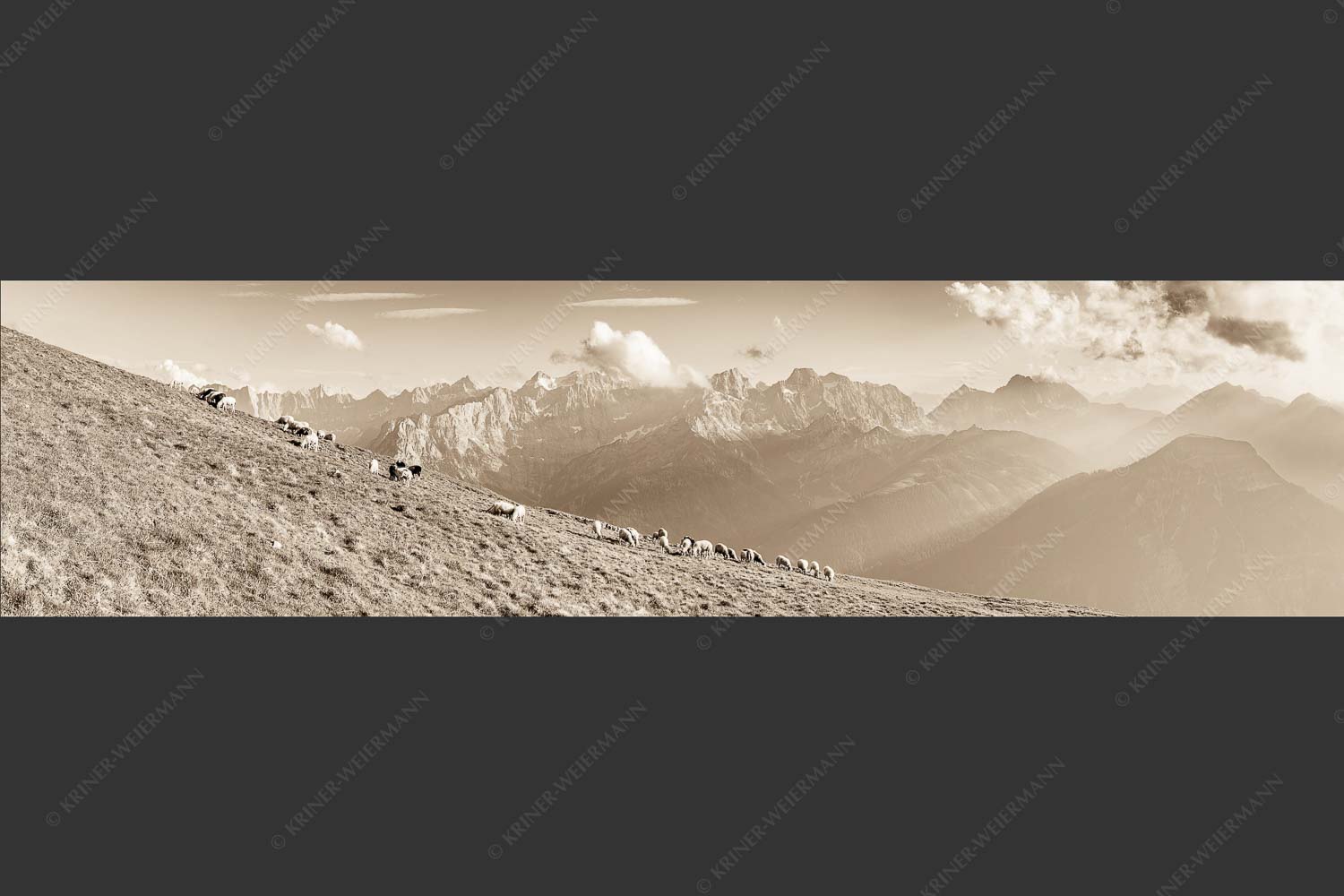Bergschafe am Schafreiter mit Blick zum Karwendelhauptkamm - Schönste Karwendelweiden 4:1 sepia -- Schafe im Karwendel - mehr Infos bei www.Kriner-Weiermann.de