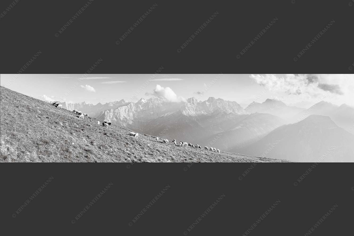 Bergschafe am Schafreiter mit Blick zum Karwendelhauptkamm - Schönste Karwendelweiden 4:1 sw -- Schafe im Karwendel - mehr Infos bei www.Kriner-Weiermann.de