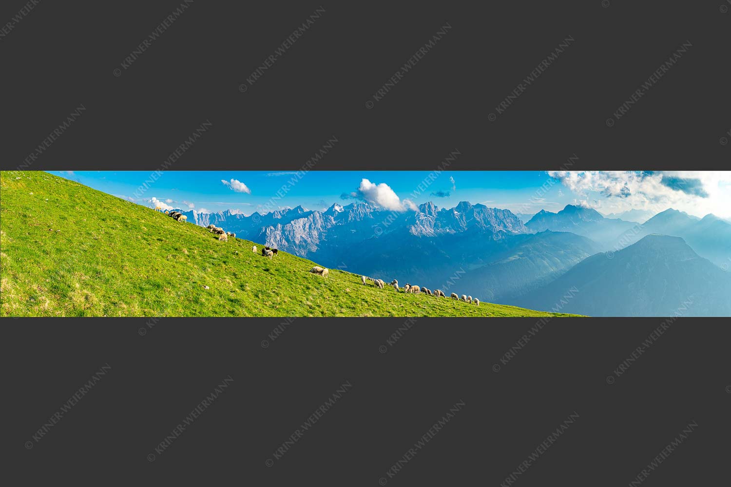 Bergschafe am Schafreiter mit Blick zum Karwendelhauptkamm - Schönste Karwendelweiden 5:1  -- Schafe im Karwendel - mehr Infos bei www.Kriner-Weiermann.de