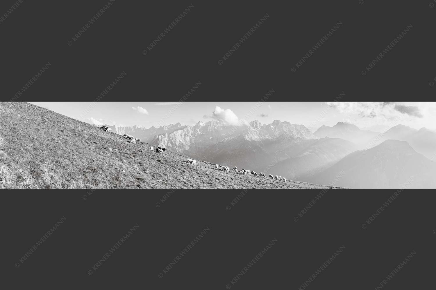 Bergschafe am Schafreiter mit Blick zum Karwendelhauptkamm - Schönste Karwendelweiden 5:1 sw -- Schafe im Karwendel - mehr Infos bei www.Kriner-Weiermann.de