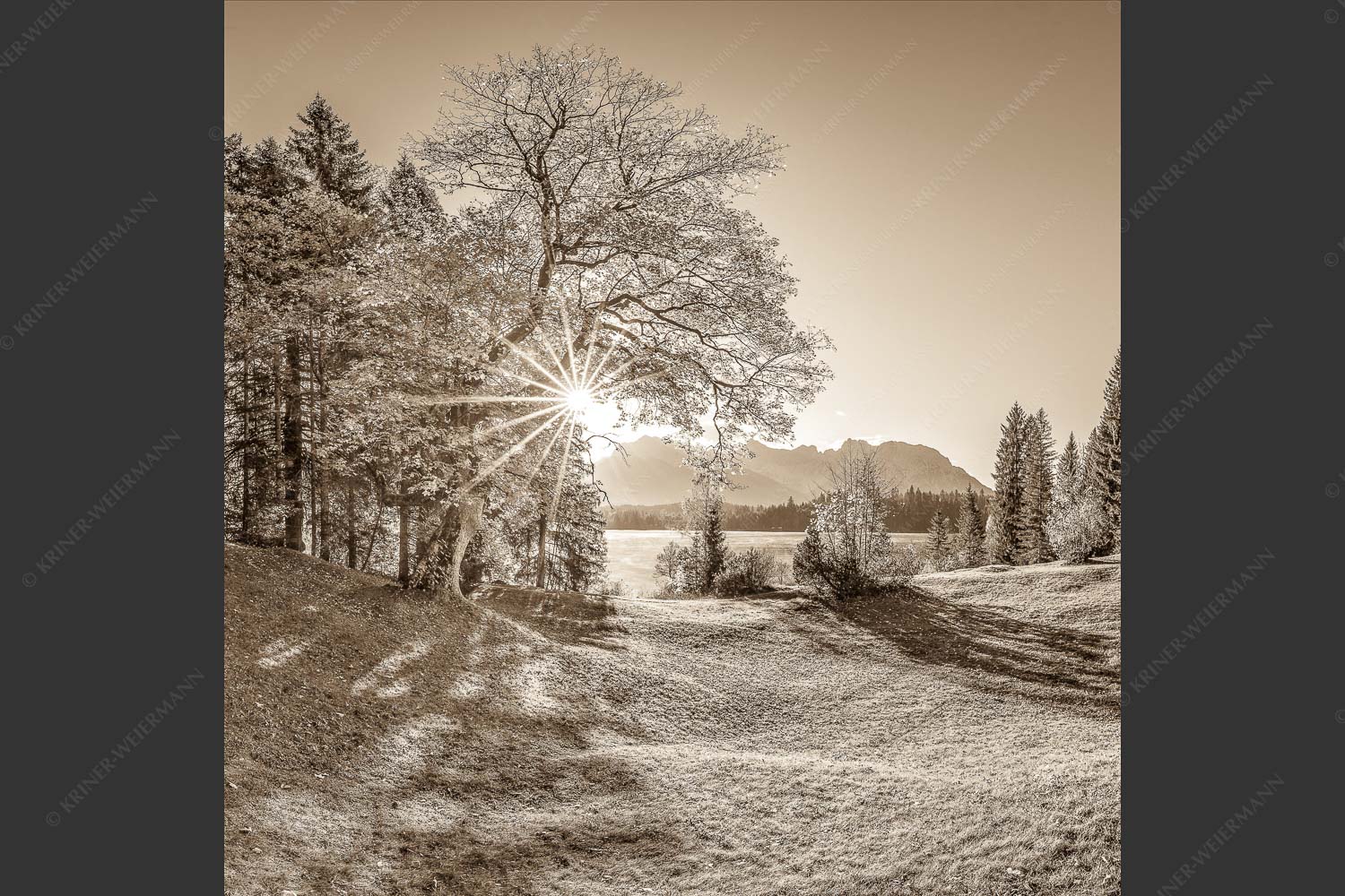 Blick über den Barmsee zum Karwendelgebirge - Schönste Plätze II 1:1 sepia -- Alter Ahorn am Barmsee - mehr Infos bei www.Kriner-Weiermann.de