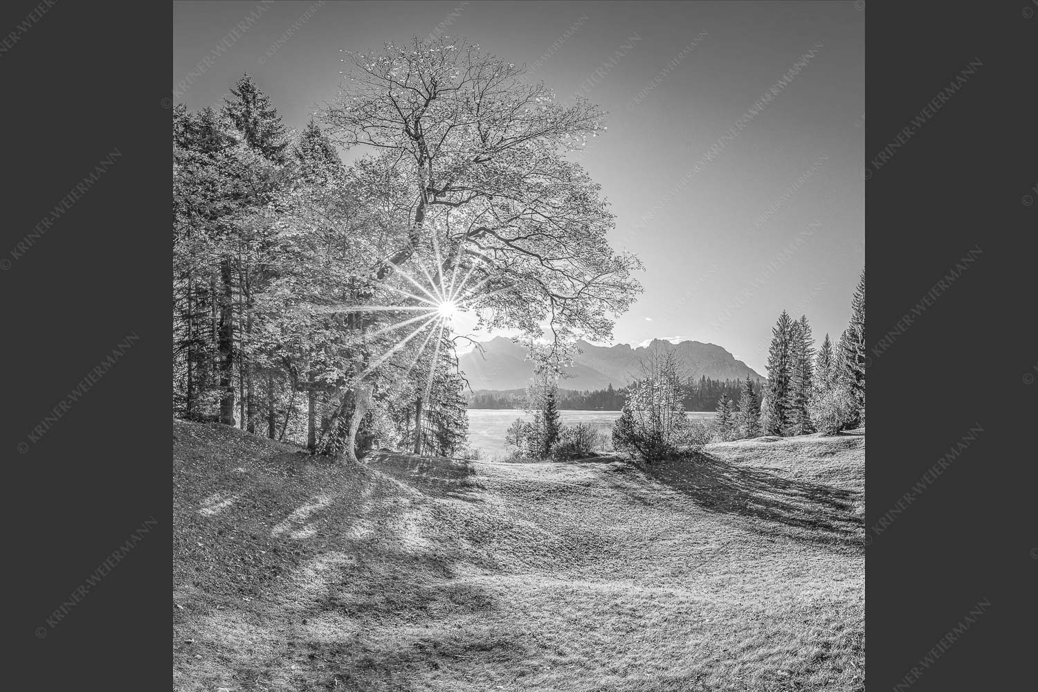 Blick über den Barmsee zum Karwendelgebirge - Schönste Plätze II 1:1 sw -- Alter Ahorn am Barmsee - mehr Infos bei www.Kriner-Weiermann.de