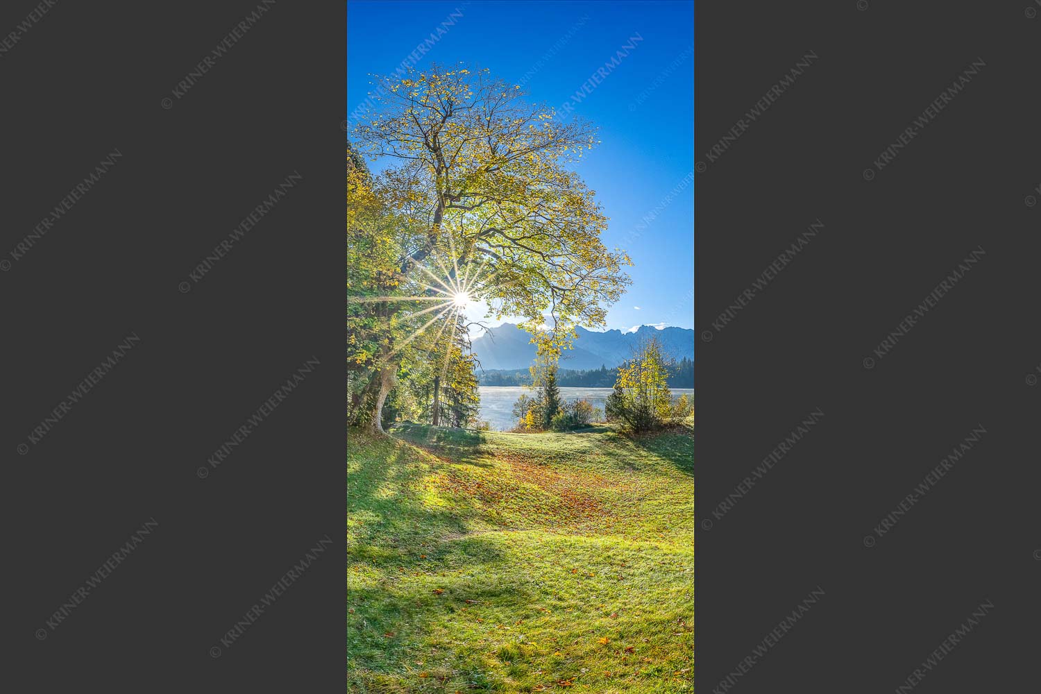 Blick über den Barmsee zum Karwendelgebirge - Schönste Plätze II 1:2  -- Alter Ahorn am Barmsee - mehr Infos bei www.Kriner-Weiermann.de