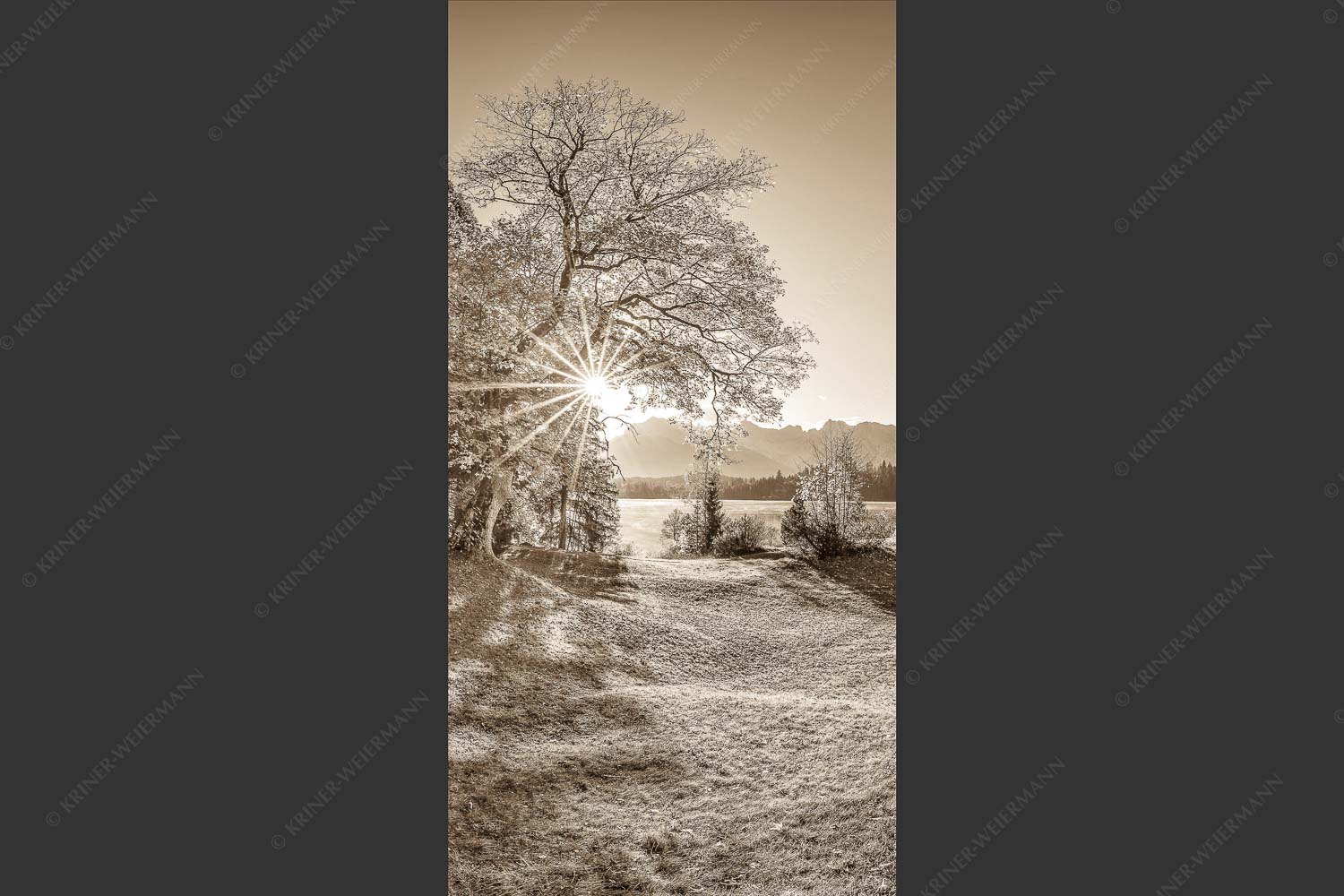 Blick über den Barmsee zum Karwendelgebirge - Schönste Plätze II 1:2 sepia -- Alter Ahorn am Barmsee - mehr Infos bei www.Kriner-Weiermann.de