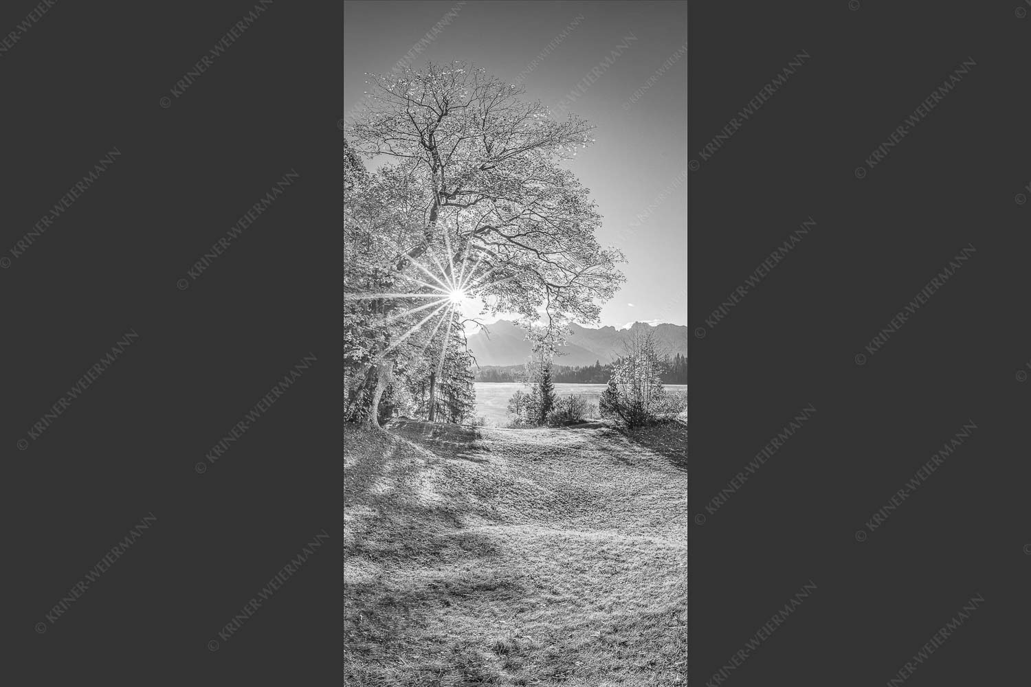 Blick über den Barmsee zum Karwendelgebirge - Schönste Plätze II 1:2 sw -- Alter Ahorn am Barmsee - mehr Infos bei www.Kriner-Weiermann.de