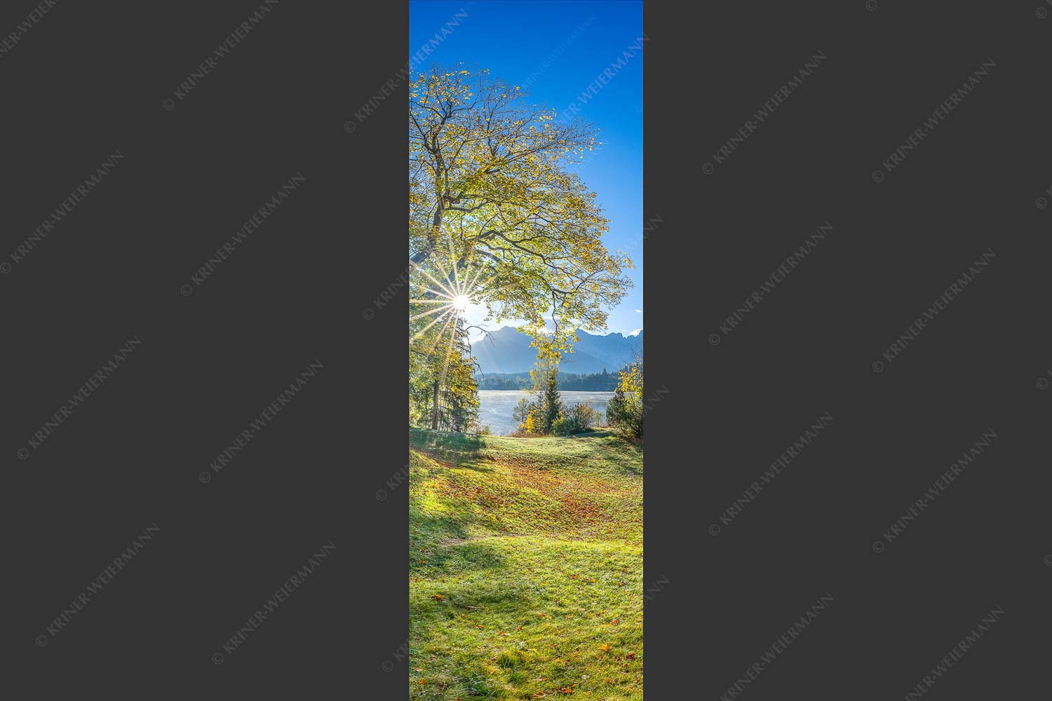 Blick über den Barmsee zum Karwendelgebirge - Schönste Plätze II 1:3  -- Alter Ahorn am Barmsee - mehr Infos bei www.Kriner-Weiermann.de