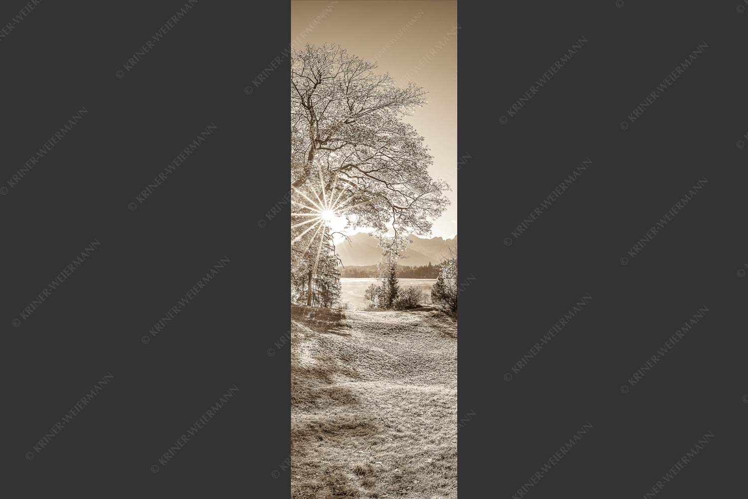 Blick über den Barmsee zum Karwendelgebirge - Schönste Plätze II 1:3 sepia -- Alter Ahorn am Barmsee - mehr Infos bei www.Kriner-Weiermann.de