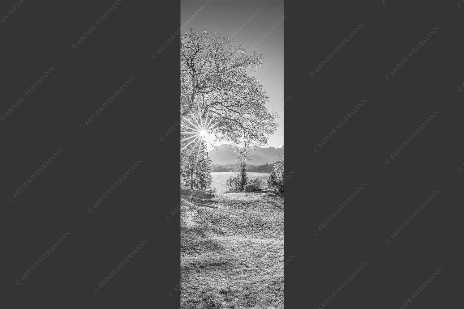 Blick über den Barmsee zum Karwendelgebirge - Schönste Plätze II 1:3 sw -- Alter Ahorn am Barmsee - mehr Infos bei www.Kriner-Weiermann.de