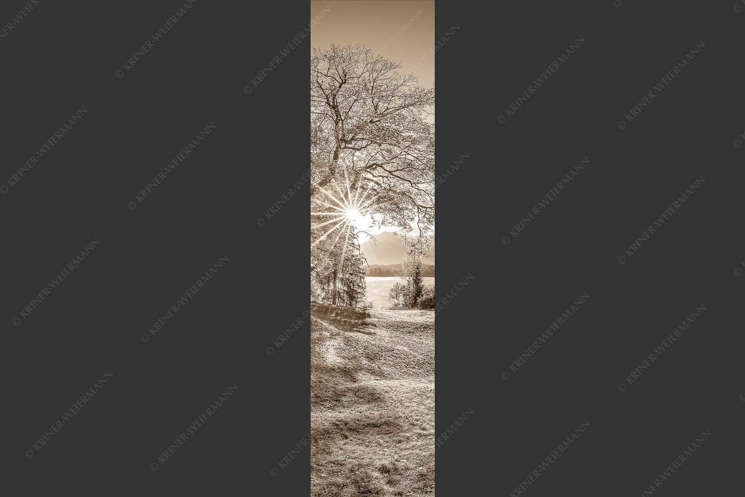 Blick über den Barmsee zum Karwendelgebirge - Schönste Plätze II 1:4 sepia -- Alter Ahorn am Barmsee - mehr Infos bei www.Kriner-Weiermann.de