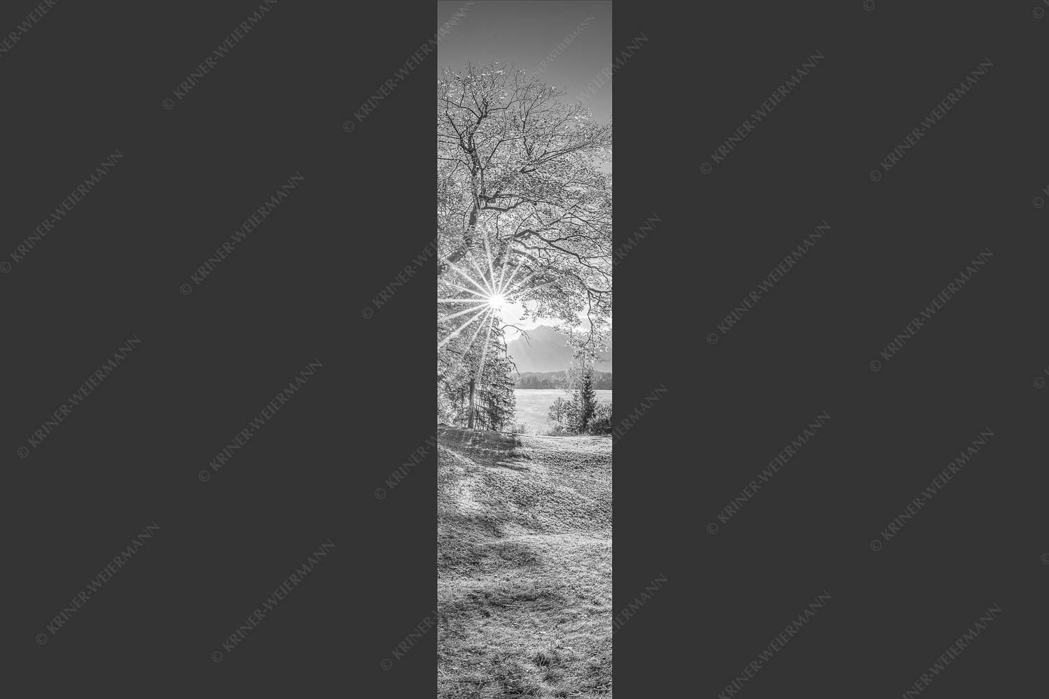 Blick über den Barmsee zum Karwendelgebirge - Schönste Plätze II 1:4 sw -- Alter Ahorn am Barmsee - mehr Infos bei www.Kriner-Weiermann.de