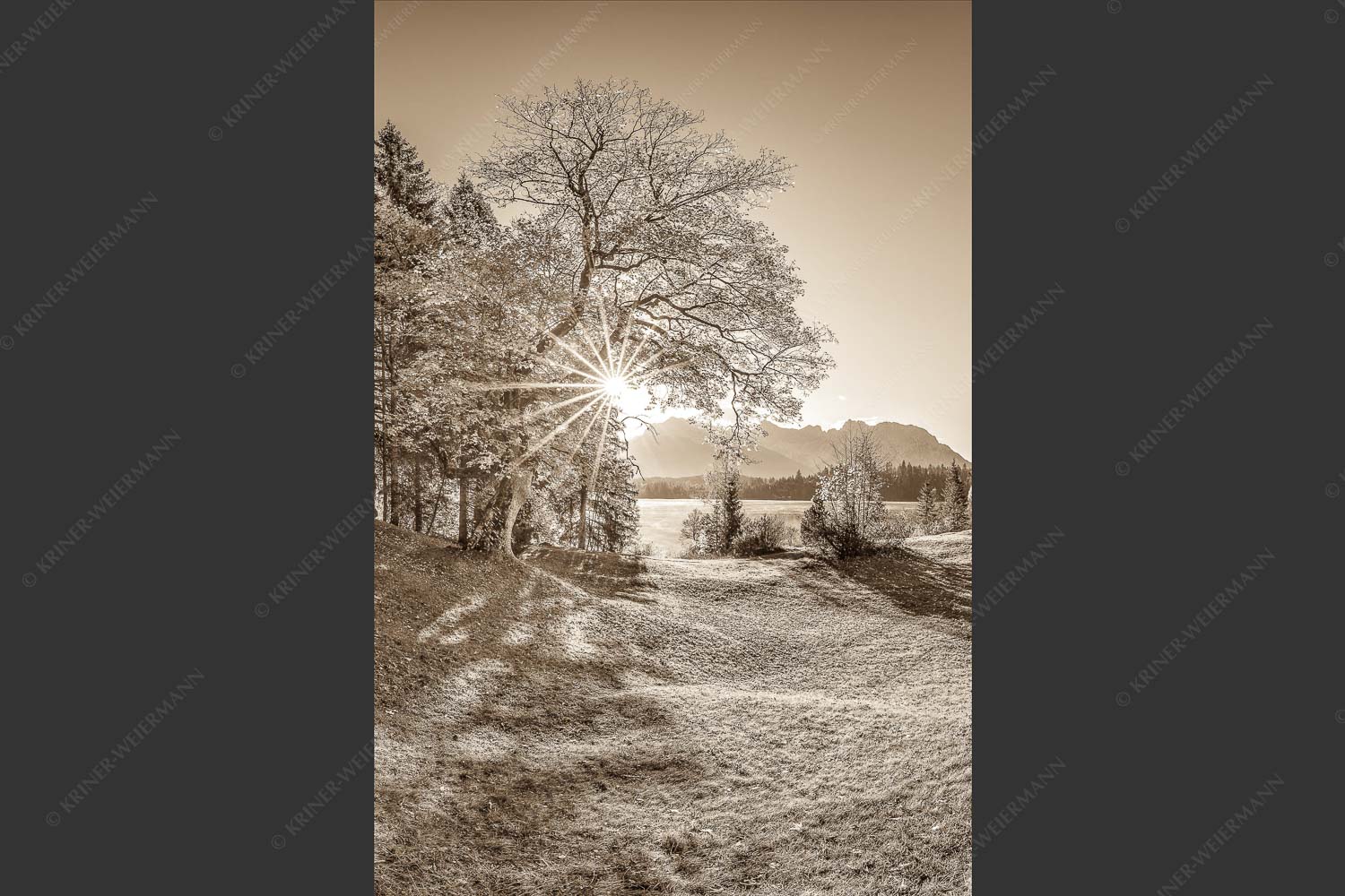 Blick über den Barmsee zum Karwendelgebirge - Schönste Plätze II 2:3 sepia -- Alter Ahorn am Barmsee - mehr Infos bei www.Kriner-Weiermann.de