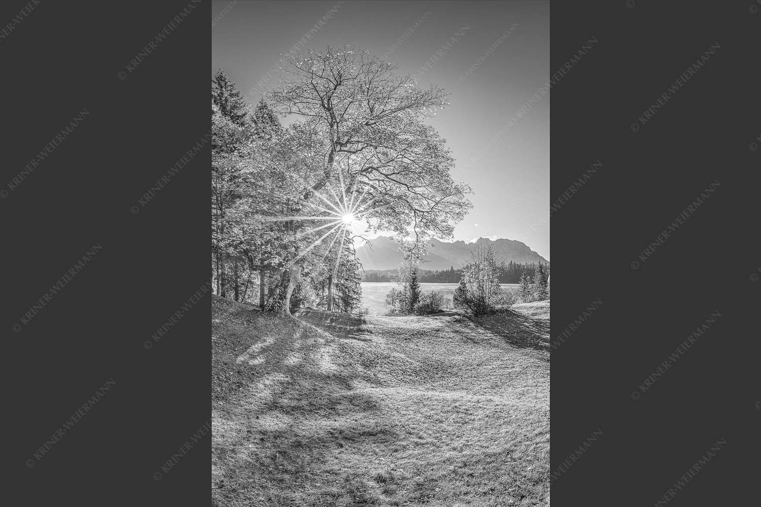 Blick über den Barmsee zum Karwendelgebirge - Schönste Plätze II 2:3 sw -- Alter Ahorn am Barmsee - mehr Infos bei www.Kriner-Weiermann.de