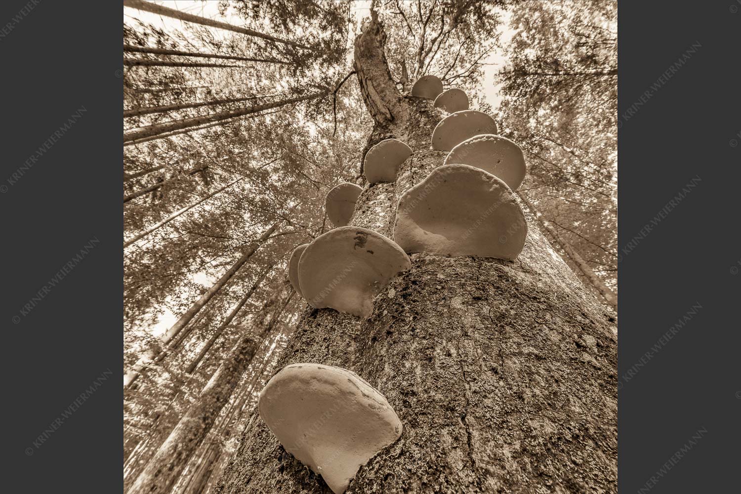 Zundernschwämme auf absterbender Buche im Estergebirge - Schwamm drüber 1:1 sepia -- Baumschwamm - mehr Infos bei www.Kriner-Weiermann.de