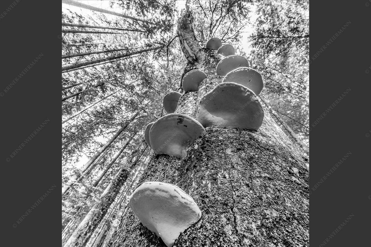 Zundernschwämme auf absterbender Buche im Estergebirge - Schwamm drüber 1:1 sw -- Baumschwamm - mehr Infos bei www.Kriner-Weiermann.de