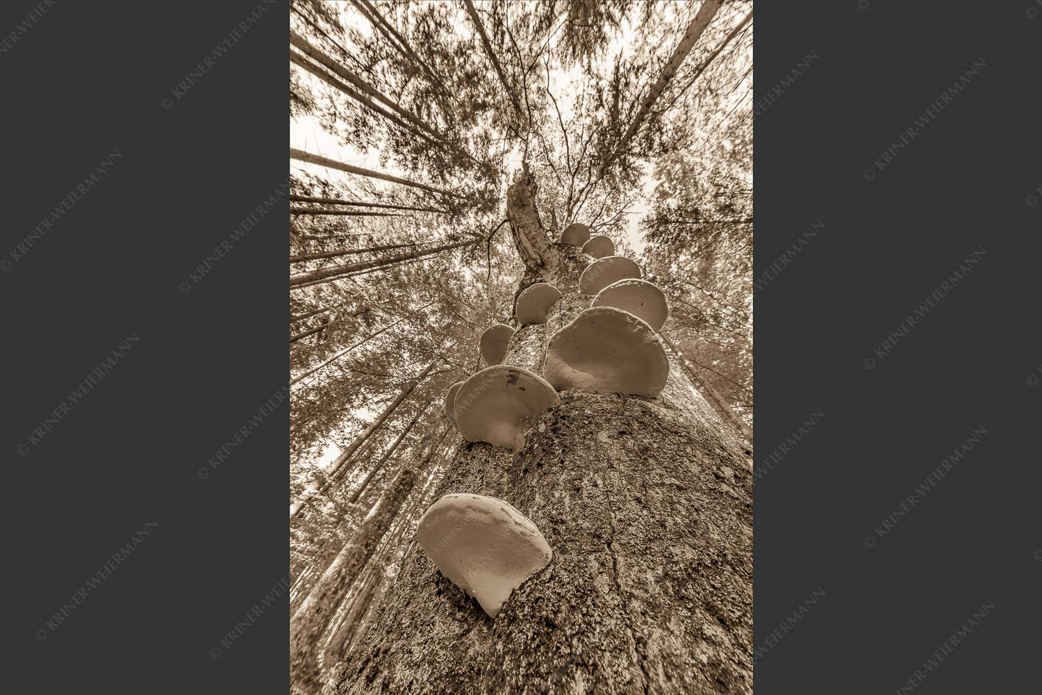 Zundernschwämme auf absterbender Buche im Estergebirge - Schwamm drüber 2:3 sepia -- Baumschwamm - mehr Infos bei www.Kriner-Weiermann.de