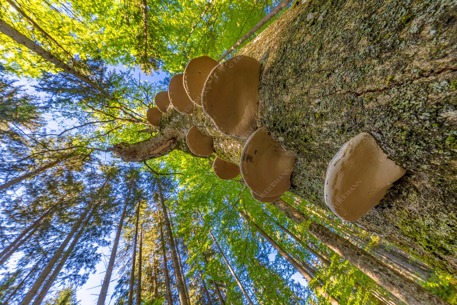 Zundernschwämme auf absterbender Buche im Estergebirge - Schwamm drüber 3:2  -- Baumschwamm - mehr Infos bei www.Kriner-Weiermann.de
