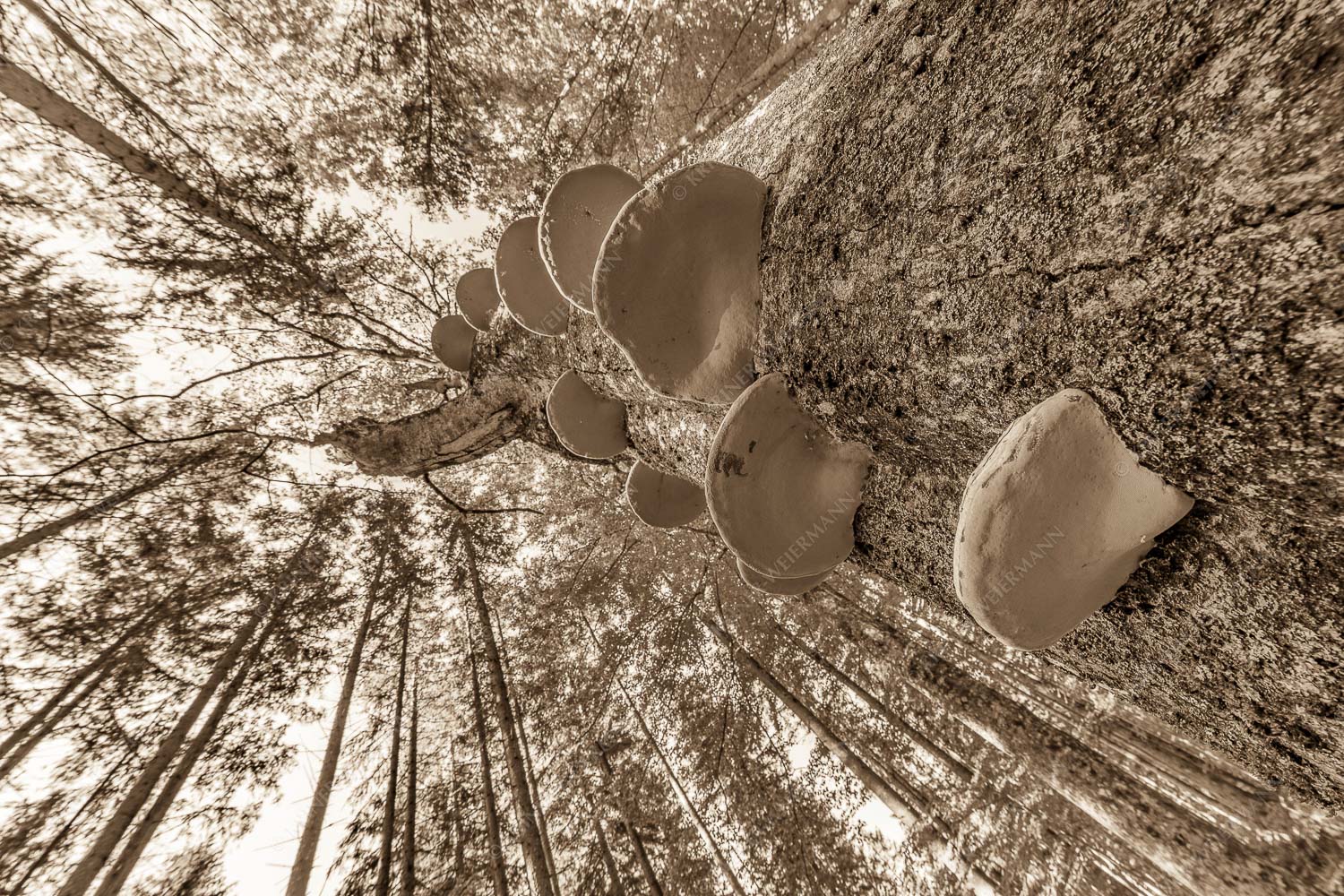 Zundernschwämme auf absterbender Buche im Estergebirge - Schwamm drüber 3:2 sepia -- Baumschwamm - mehr Infos bei www.Kriner-Weiermann.de