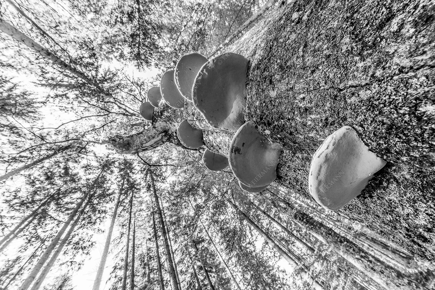 Zundernschwämme auf absterbender Buche im Estergebirge - Schwamm drüber 3:2 sw -- Baumschwamm - mehr Infos bei www.Kriner-Weiermann.de