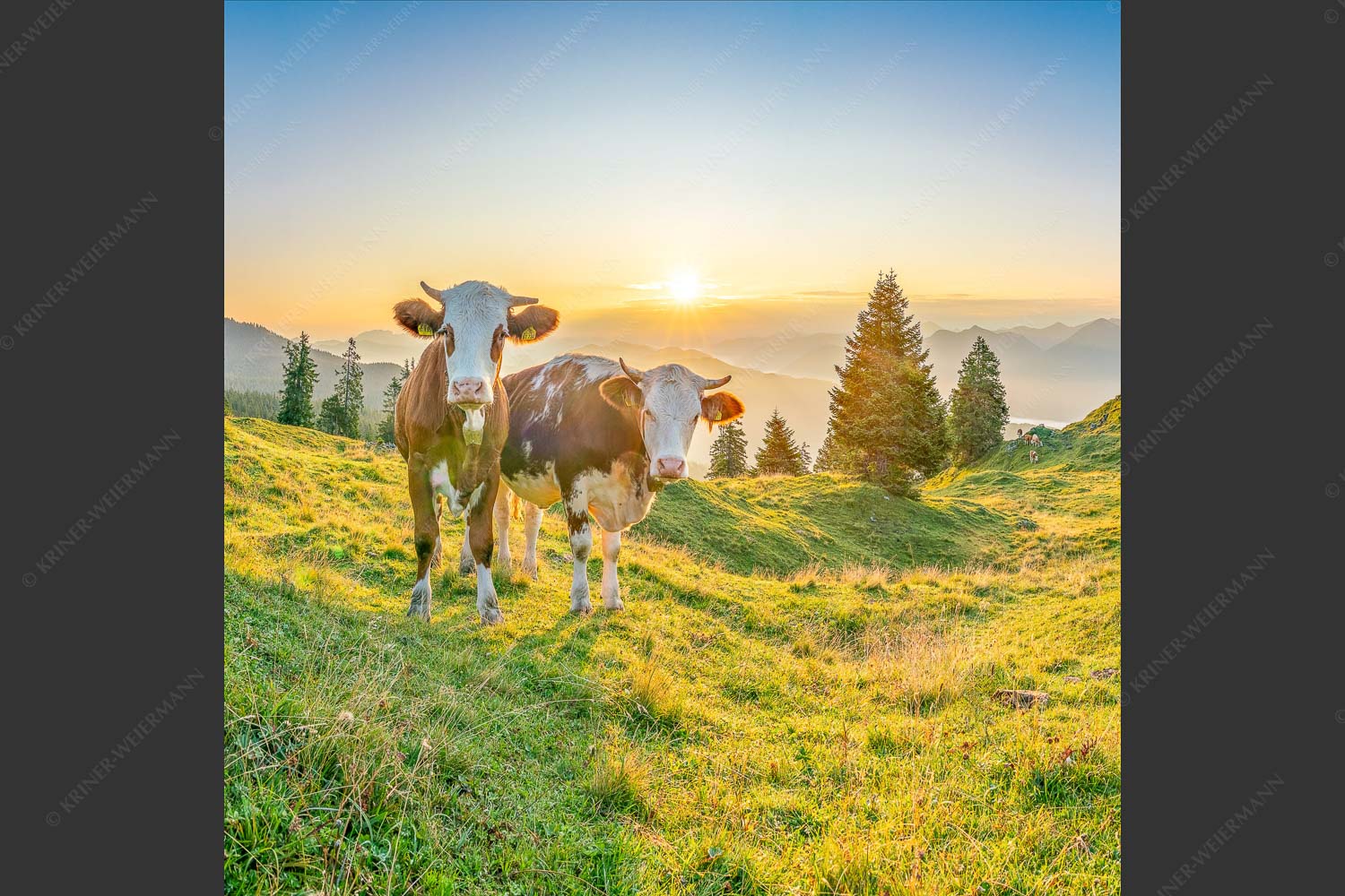Zwei junge Rinder auf der Wallgauer Alm im Estergebirge bei Sonnenaufgang - Sonnenaufgang auf der Alm 1:1  -- Kälber auf der Wallgaueralm - mehr Infos bei www.Kriner-Weiermann.de