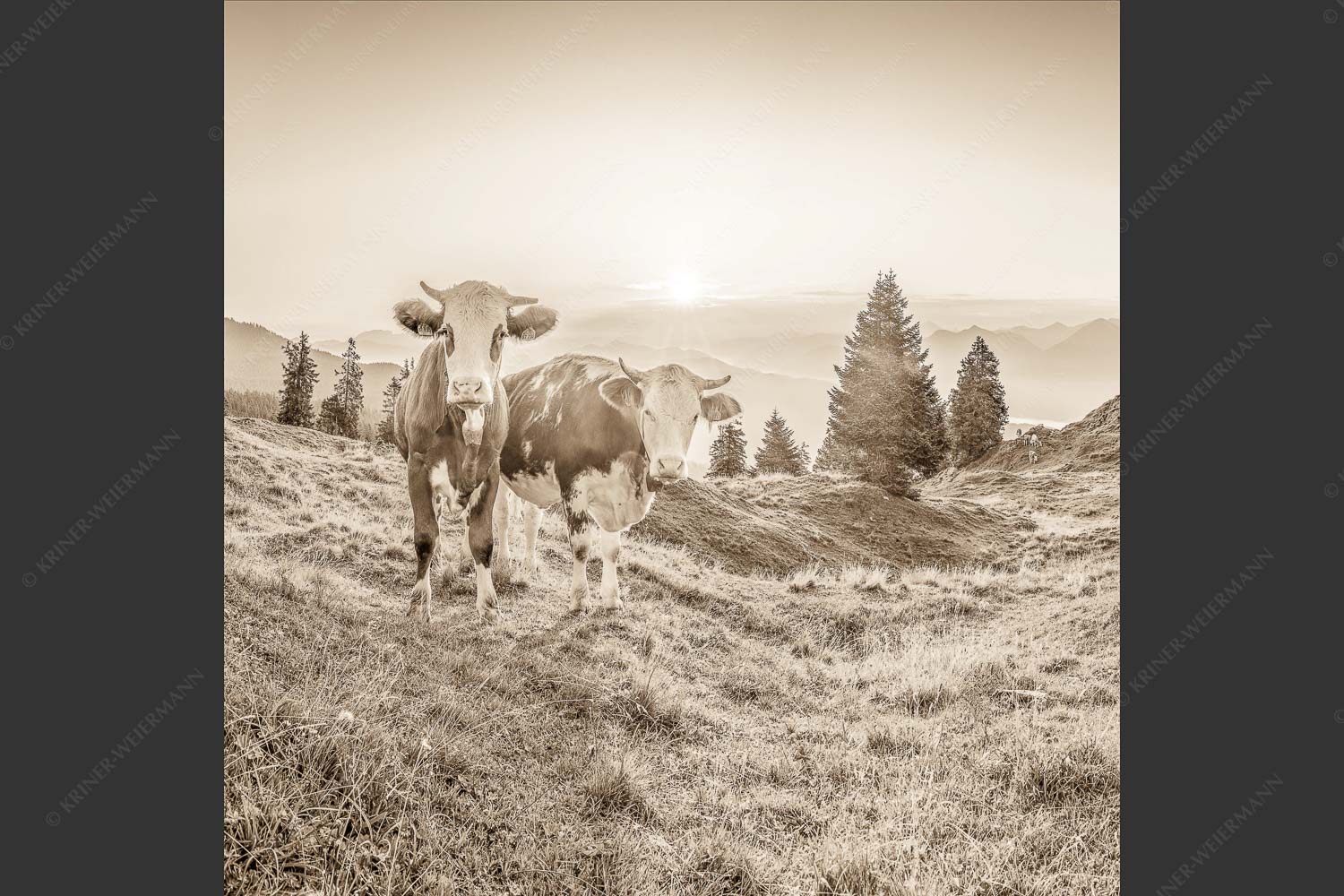 Zwei junge Rinder auf der Wallgauer Alm im Estergebirge bei Sonnenaufgang - Sonnenaufgang auf der Alm 1:1 sepia -- Kälber auf der Wallgaueralm - mehr Infos bei www.Kriner-Weiermann.de